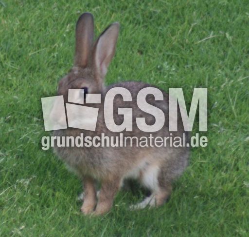 Wild-Kaninchen 080.jpg